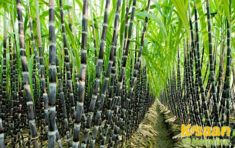 Sugarcane (गन्ना)