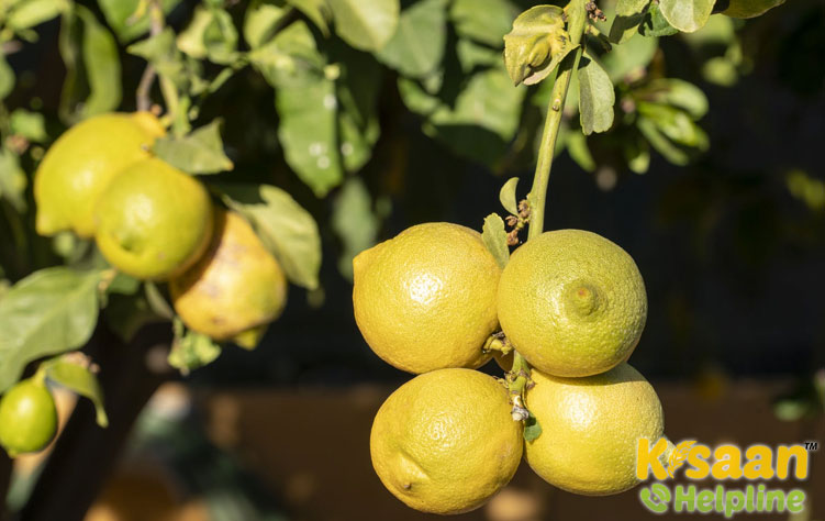 Lemon (नींबू)