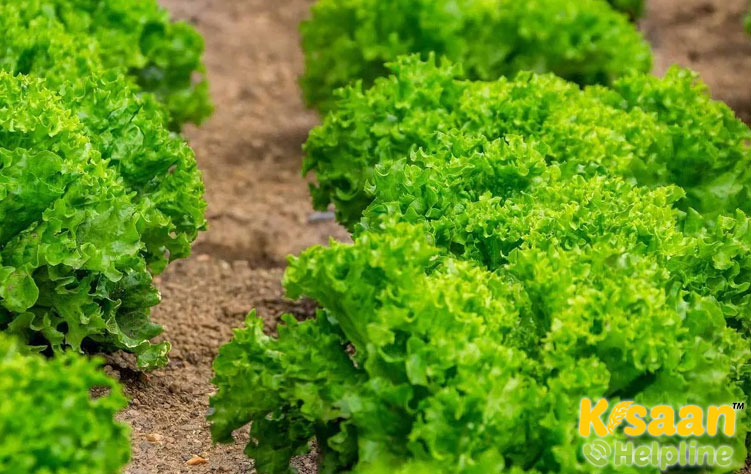 Lettuce (सलाद)