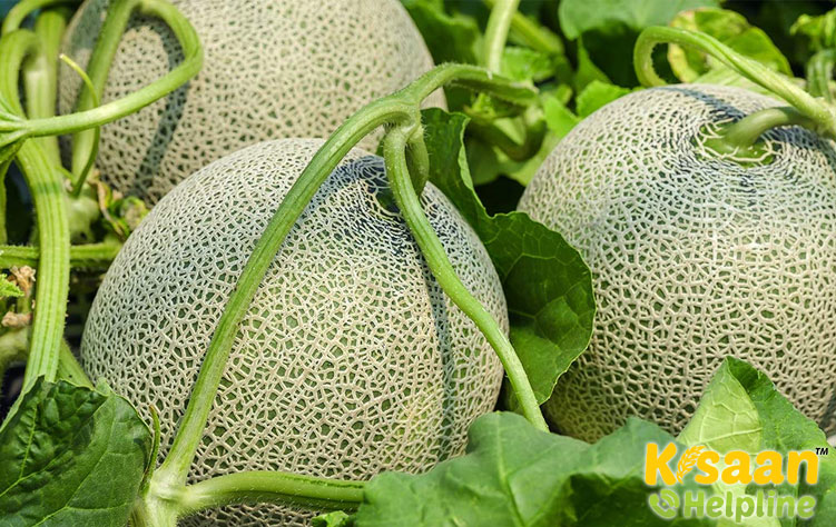 Muskmelon (खरबूजा)