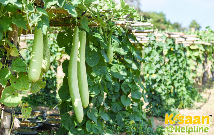 Pointed gourd (नुकीली लौकी/परवल)