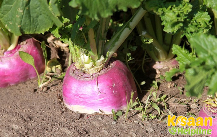vegetables-crops-list-rabi-kharif-seasonal-vegetables-in-india