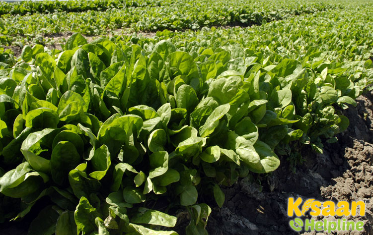 Spinach (पालक)