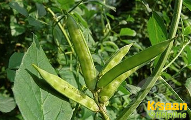Guar/CLUSTER BEAN (ग्वार)