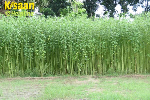 Jute Crop Farming in India - जूट की फसल की उन्नत खेती
