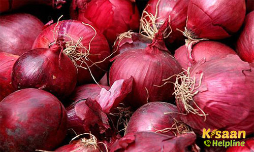 Onion (खरीफ प्याज) Onion (खरीफ प्याज)