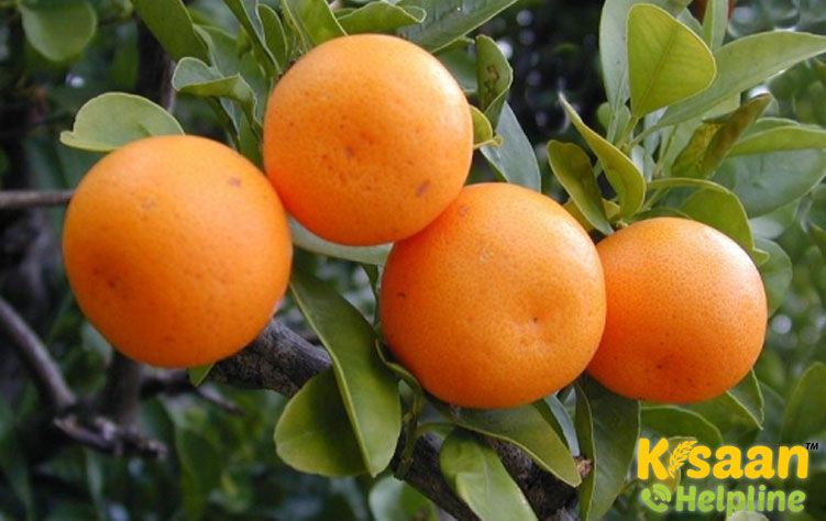 Kinnow (किन्नू)