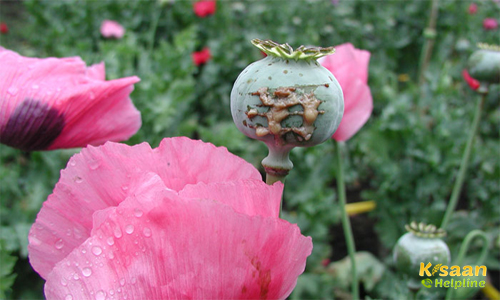 Opium (अफीम) Opium (अफीम)