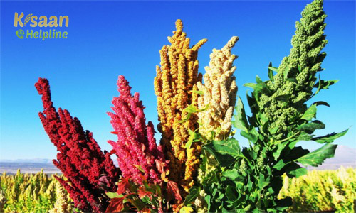 Quinoa (क्विनोआ)