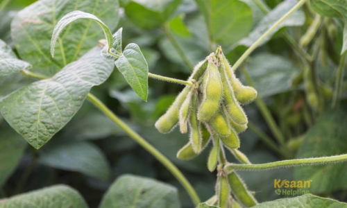 Soybean (सोयाबीन)