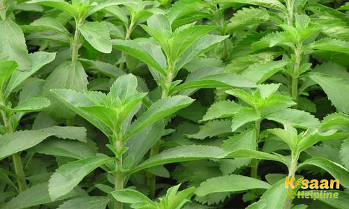 Stevia स्टीविया