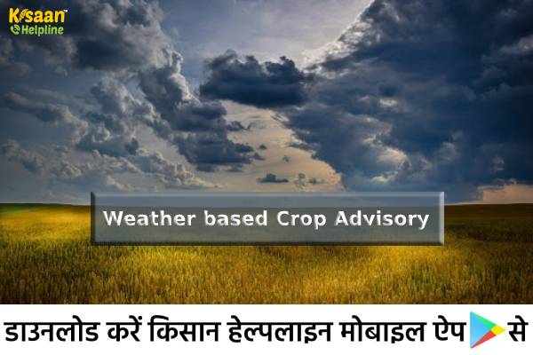 गुजरात के किसानों के लिए आईसीएआर (ICAR) ने मौसम आधारित फसल एडवाइजरी जारी की