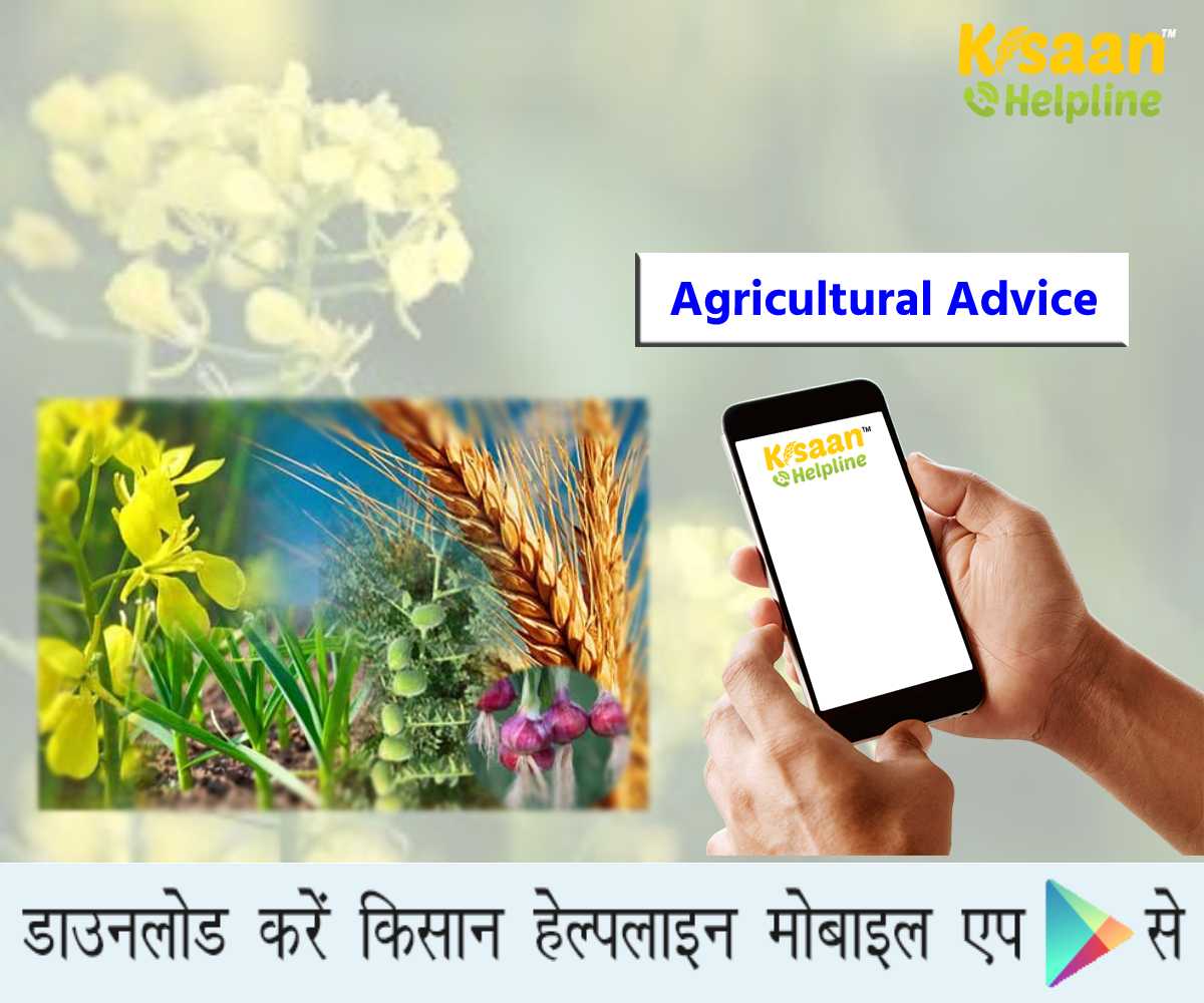 पंजाब राज्य के किसानों के लिए ICAR ने जारी किया मौसम आधारित फसल एडवाइजरी