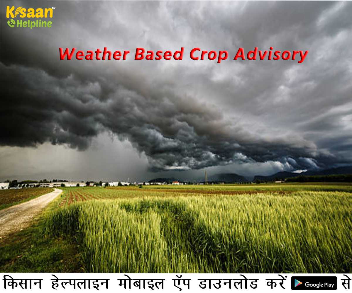 जम्मू-कश्मीर के किसानों के लिए कृषि वैज्ञानिकों की मौसम आधारित फसल सलाह, जानिए अगले 5 दिनों के मौसम का हाल