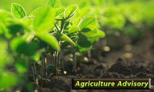 जम्मू कश्मीर के किसानों के लिए मौसम की स्थिति को देखते हुए कृषि वैज्ञानिकों ने एडवाइजरी जारी की  