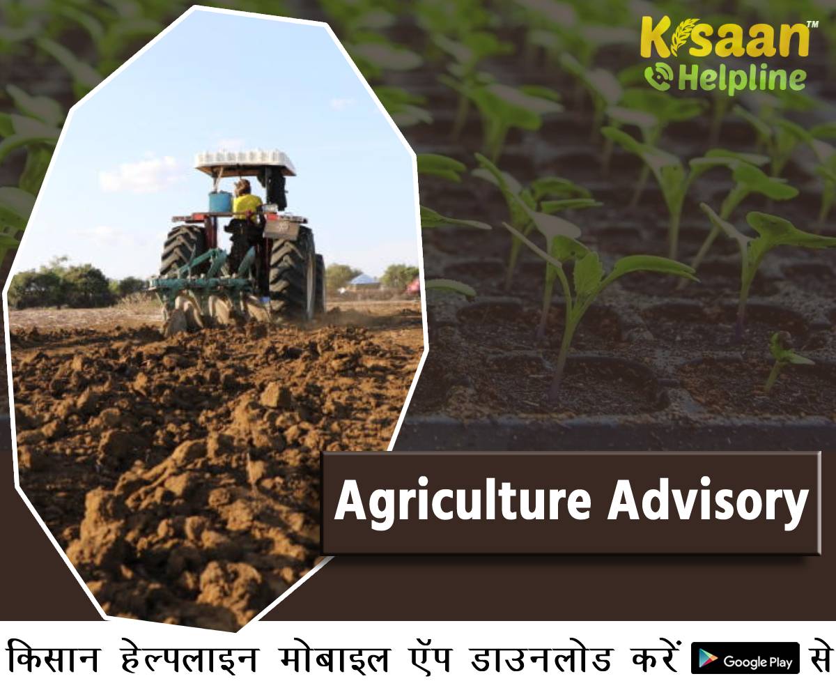 ICAR के कृषि वैज्ञानिकों के अनुसार किसानों को निम्न कृषि कार्य करने की सलाह दी जाती है