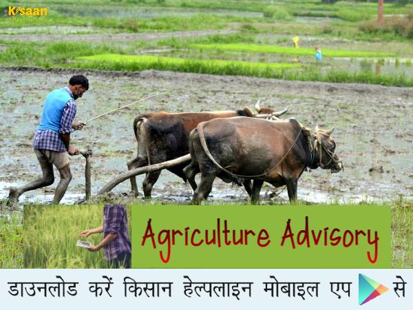 कृषि वैज्ञानिकों ने जारी की साप्ताहिक मौसम पर आधारित कृषि सम्बंधी सलाह 10 अगस्त, 2022 तक के लिए