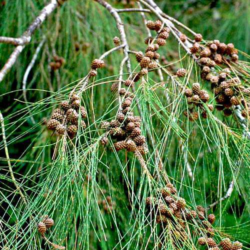 Australian Pine Tree (agoho pine, agoso, aro)
