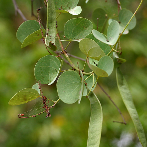 Bidi Leaf Tree (Asanta, Ashta, Kachnal, Katmauli, Jhinjheri)