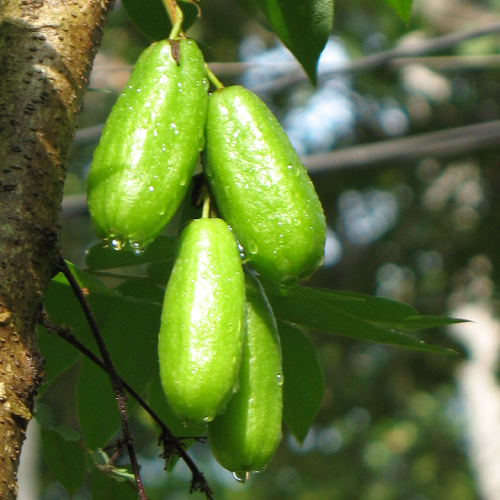 Bilimbi, Cucumber Tree