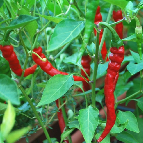 Capsicum Pepper, Chili
