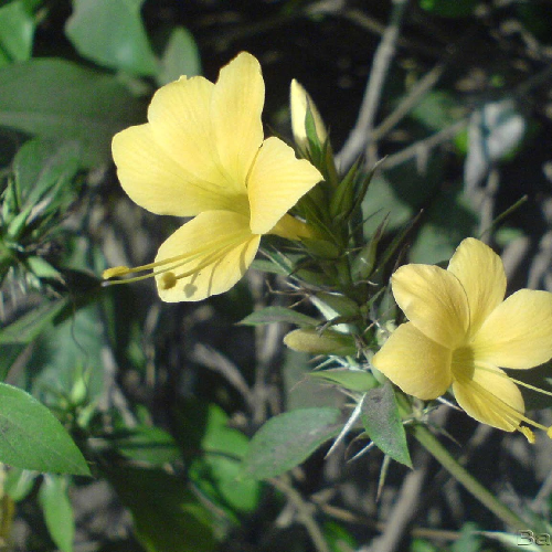 Common Yellow Nail Dye Plant (????????, vajradanti)