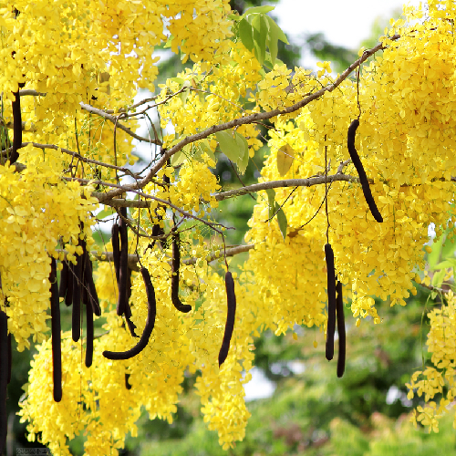 Golden tree (Sunari, Sonari)