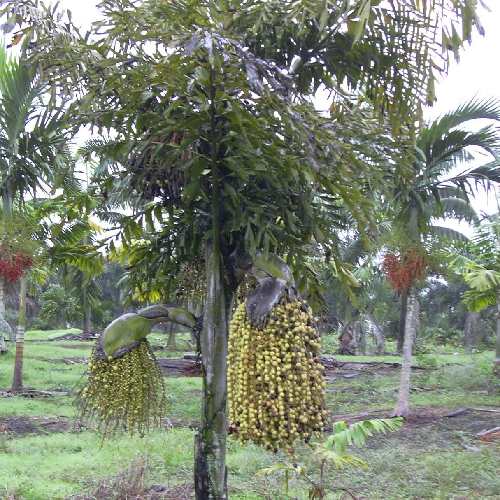 Kitul palm, toddy palm, wine palm (Kithul)