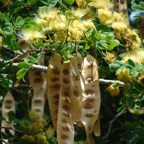 Lebbek, East Indian walnut (Saras, siris tree)