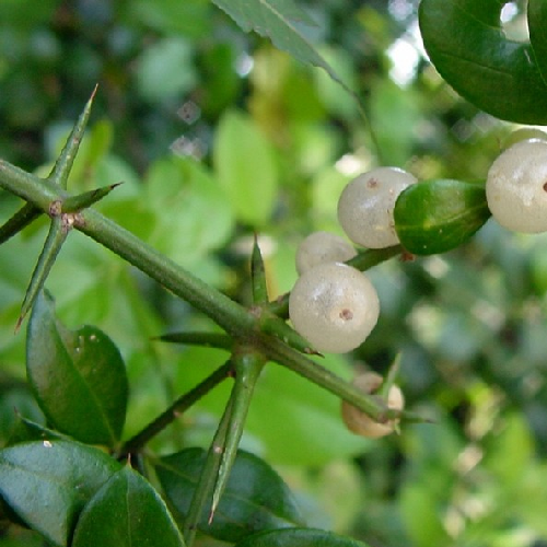 Mistletoe (Kanta-gilrkamai)