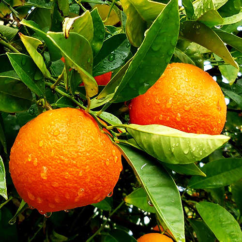 Orange sweet (नारंगी)
