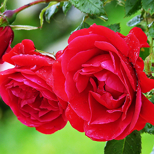 Rose (गुलाब)
