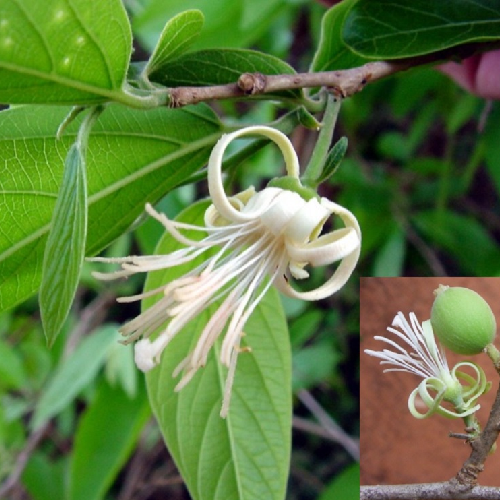 Sage Leaved Alangium (Ankol, Ankora, Dhera)