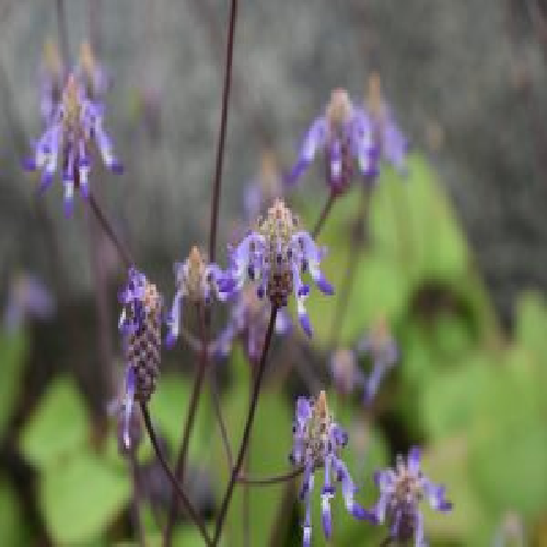 Thick-leaved lavender (panjiri-ka-patta)