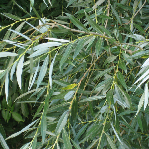 White willow (Vivir)