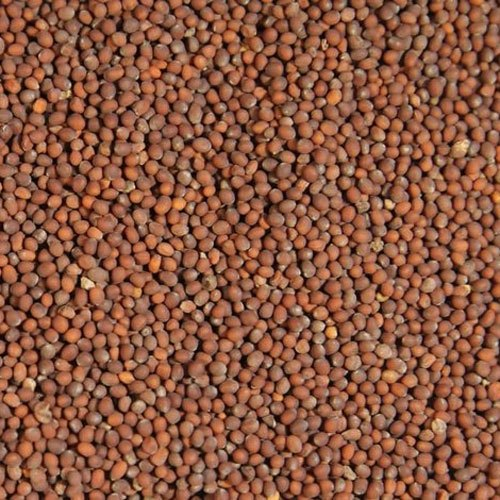 Brown Mustard seed
