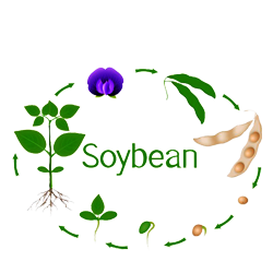 Soybean (सोयाबीन)