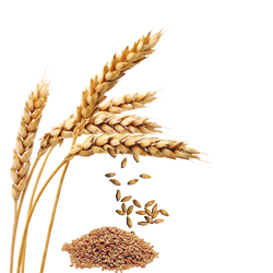 Wheat (गेहूँ)
