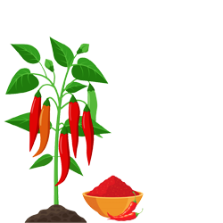 Cayenne Pepper (लाल मिर्च)