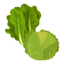 Lettuce (सलाद)