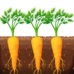 Carrot (गाजर)