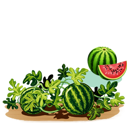 Watermelon (तरबूज)