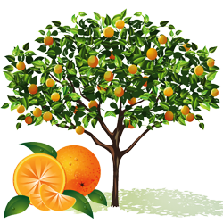 Orange (संतरा)