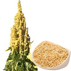 Quinoa (क्विनोआ)