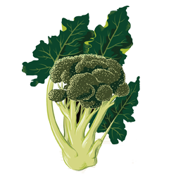 Broccoli (ब्रोकोली)