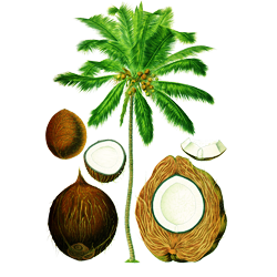 Coconut (नारियल)
