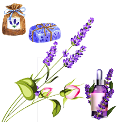 Lavender (लैवेंडर)