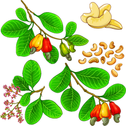 Cashews (काजू)