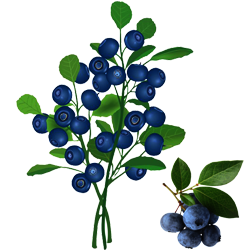 Indian Blueberry (इंडियन बेरी)