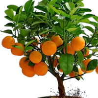 Sweet Orange (Malta) - (माल्टा)